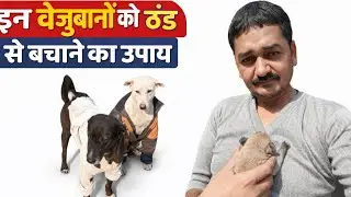 Stray Dogs को Winter में Safe कैसे रखें? आसान और असरदार उपाय 🐶❄️#allcreativeculture #animallovers 