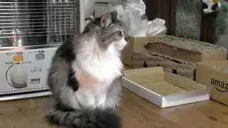 お昼のまったりにゃんこ達　202401B2