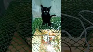BABY BLACK CAT | BABY CUTE CHICKEN #shortsvideo #cutecat #cutechicks #watching #buhayprobinsya