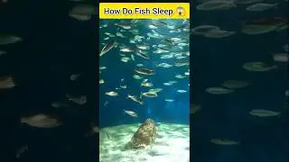 How Do Fish Sleep 😱 | #shorts #facts