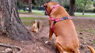 Lonely shelter dog growled at everyone - until a squirrel touched her paw