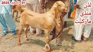 Luddan Bakra Mandi Market update|31 December 2025 ki Last Update|Makkhi china Bakre Or Breeder Bache