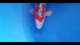 Ontdek deze Adembenemende Butterfly Yamatonishiki van Yamazaki 🐠 - KOI-62607