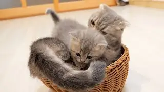 A kitten who really wants to drink milk VS a mother cat who is not in the mood right now