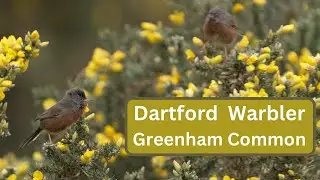 Dartford Warbler -  Greenham and Crookham Commons