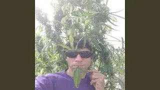 Ganja Freedom