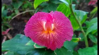 Costus African Princess Propagation