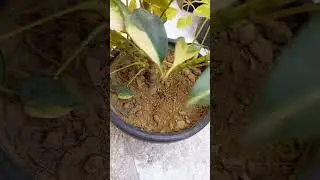 sardiyon mein hamen Apne schefflera plant ki care kaise karni chahie#water#fertilizer#care#