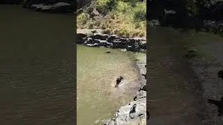 Dogs trip into the Wild