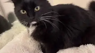 Cat making  biscuits with prrrrr