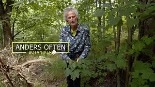 Fremmede arter: platanlønn