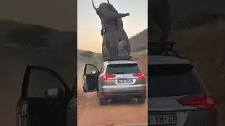 TRAPPED! Angry Elephant Crushes Tourist Car! 🐘😱 #shorts #Elephant #SafariHorror