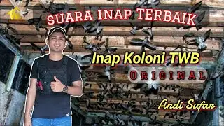 Suara inap koloni TWB spesial buat subscriber dan louncing Parfum walet TWB terbaik sepanjang masa 😍