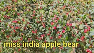 miss india apple ber//मिस इंडिया एप्पल बेर की खेती