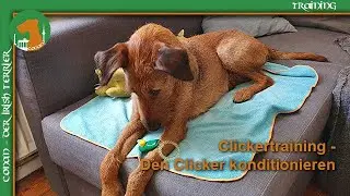 Clickertraining Teil 1 - den Clicker konditionieren