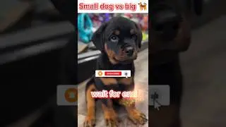 chhota dog, level: 100 confidence 💀#SmallDogs #BigDogs #DogShorts #FunnyDogs #DogVsDog #ViralShorts