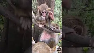 #animal video monkey 🐒🐒🐒🐒// monkey eating guava fruit 🍑🍑🍑