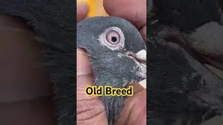 Kasuri Old Breeder Male ❤️ #kasurikabootar #pigeon #kabootar #kabootarloft05 #kabutar