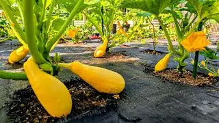 Squash Growing Vertically 