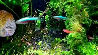 Nano planted tank with nano fish（30cm cube ）