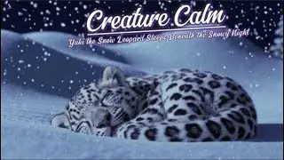 Deep Sleep in a Snow Blizzard ❄️ Yuki the Snow Leopard Sleeps | 3 Hour Lullaby Piano & Wind Sounds