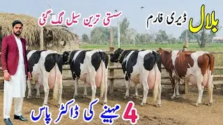 1Bilal Dairy Farm 🐄 | Imported HF Pregnant Heifers for Sale in Punjab Pakistan | PK JanwarMandi 2026
