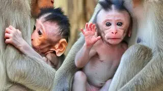 🔴 LIVE: Tiny Arms, Big Love &mdash; Baby Macaque Holding On Tight 💕