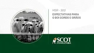 Mercado sem rodeios - Episódio 300 - Expectativas para o boi gordo e grãos