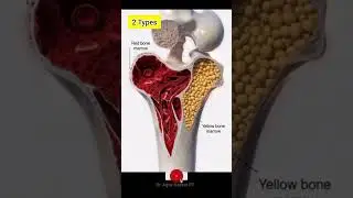 Bone Marrow#shorts #viral #bonestructure