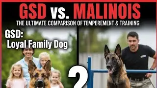 GSD vs. MALINOIS: The ULTIMATE Comparison of TEMPERAMENT & TRAINING (Which is Right For You?)