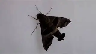 HAWKMOTHS, Spanish moth! Domican Republic moths!