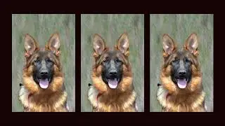 Destiny x V Hawky vom Bierstadter Hof female