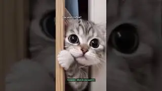 Your girl just wants some coffee 🥹#dreamface #cat #cutecat #talkingcat #kitty #talkingpet