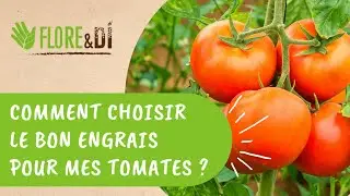 Comment choisir le bon engrais pour mes tomates ? 🍅