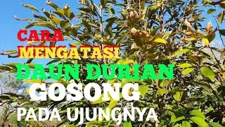 Treatment Mengatasi Daun Gosong Pada Durian