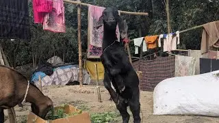 আলহামদুলিল্লাহ ছাগল দিয়ে যাত্রা শুরু করলাম।🐐🐐🐐