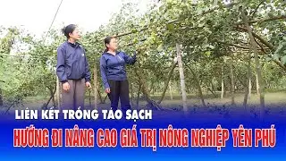 Liên kết trồng táo sạch – Hướng đi nâng cao giá trị nông nghiệp Yên Phú