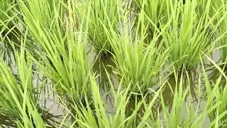 সার প্রয়োগ করার পরে ধানের আকার দেখুন