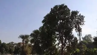 دندرة