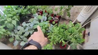 mining farm update and start of gardening 2025