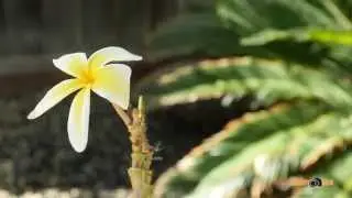Canon FD Lens + GH4 + FotoDiox ND Throttle Adapter