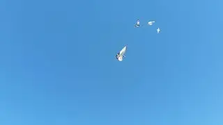 Best flying Video | in saudi Arabia tabuk high flyer kabootar