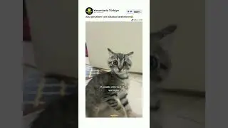 Aşırı cins kedi 😂
