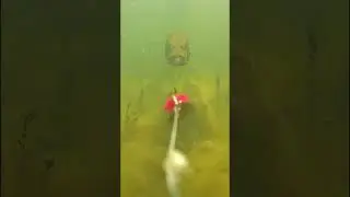 POV: You Are Fish Food