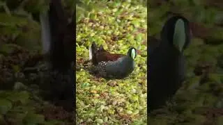 Birdwatching for beginners around Colombia - Go to Birding Colombia 😀👍