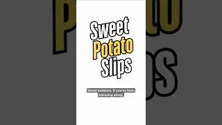 Sweet Potatoes Finally Slipping! Here's What Changed