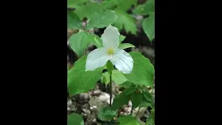 Friends of the Rouge Watershed | Spring Ephemerals