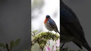 Discover the BIRD SOUND of the Sapphire Flycatcher! 💎🐦🔊 #shorts