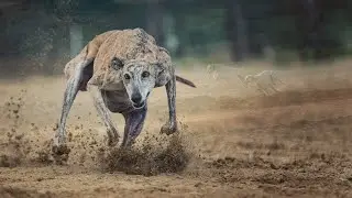 New Hare Hunting 2026 / Khargosh Ka Shikar 2026 ⁨@ExplorePotohar⁩