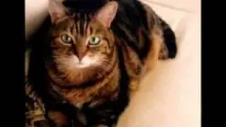 LOVELY FUR BALLS!!!
